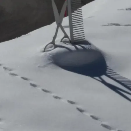 Frauenschuh Vorderhornbach